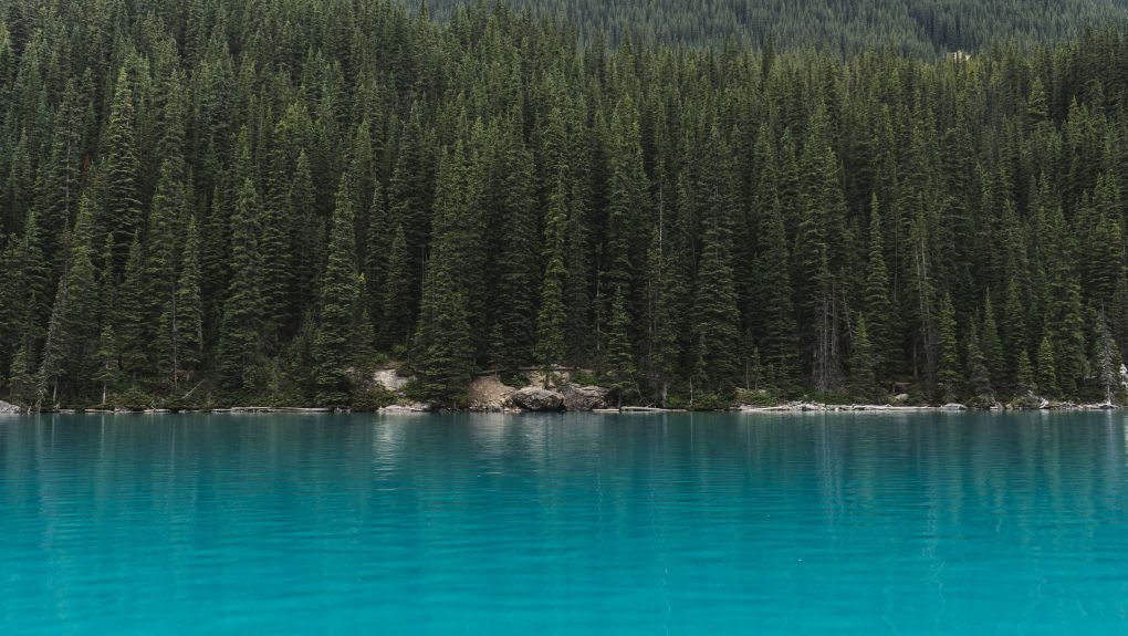 forest and lake