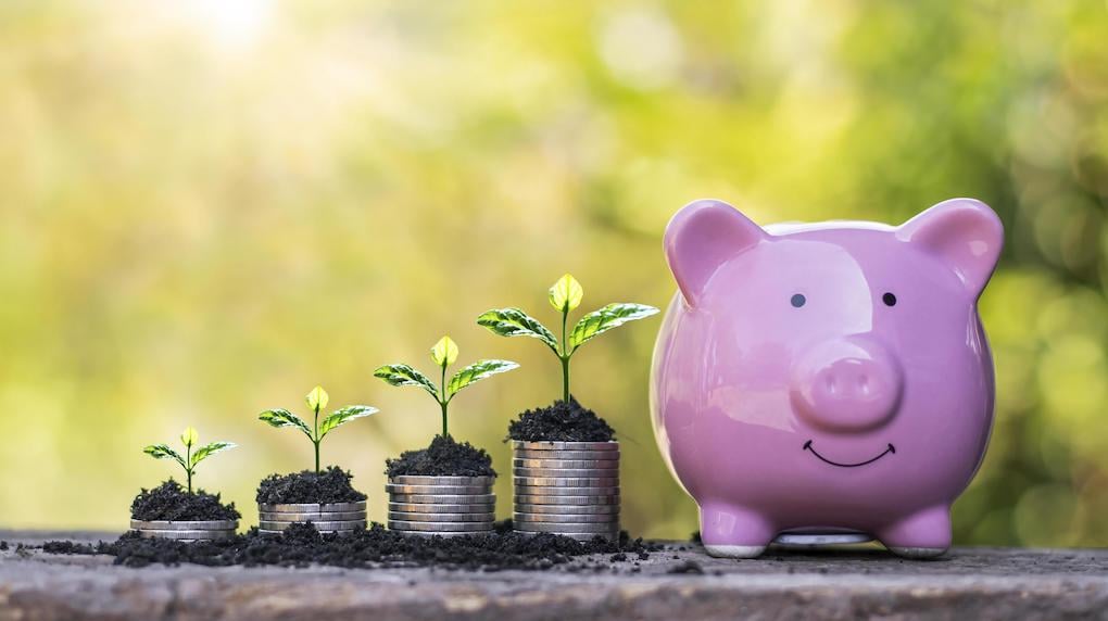 growing tree on coin piggy bank