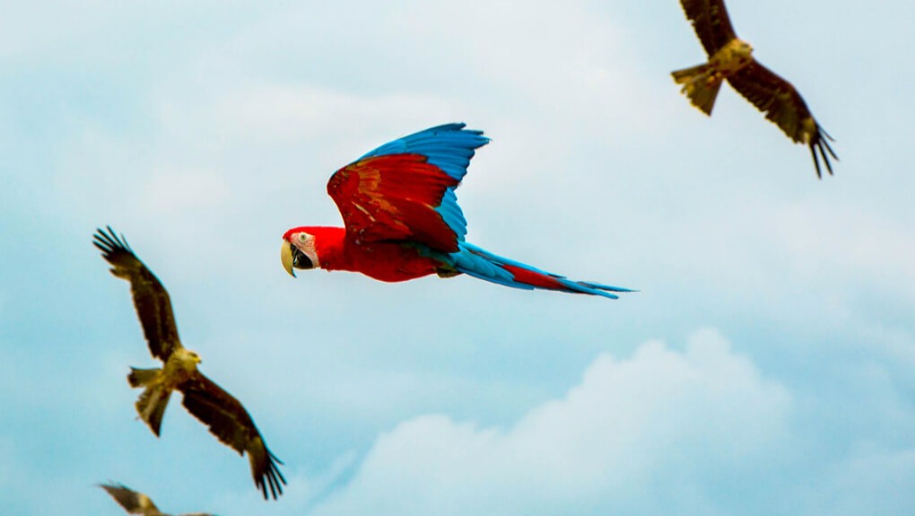 colorful parrot stands out from other birds